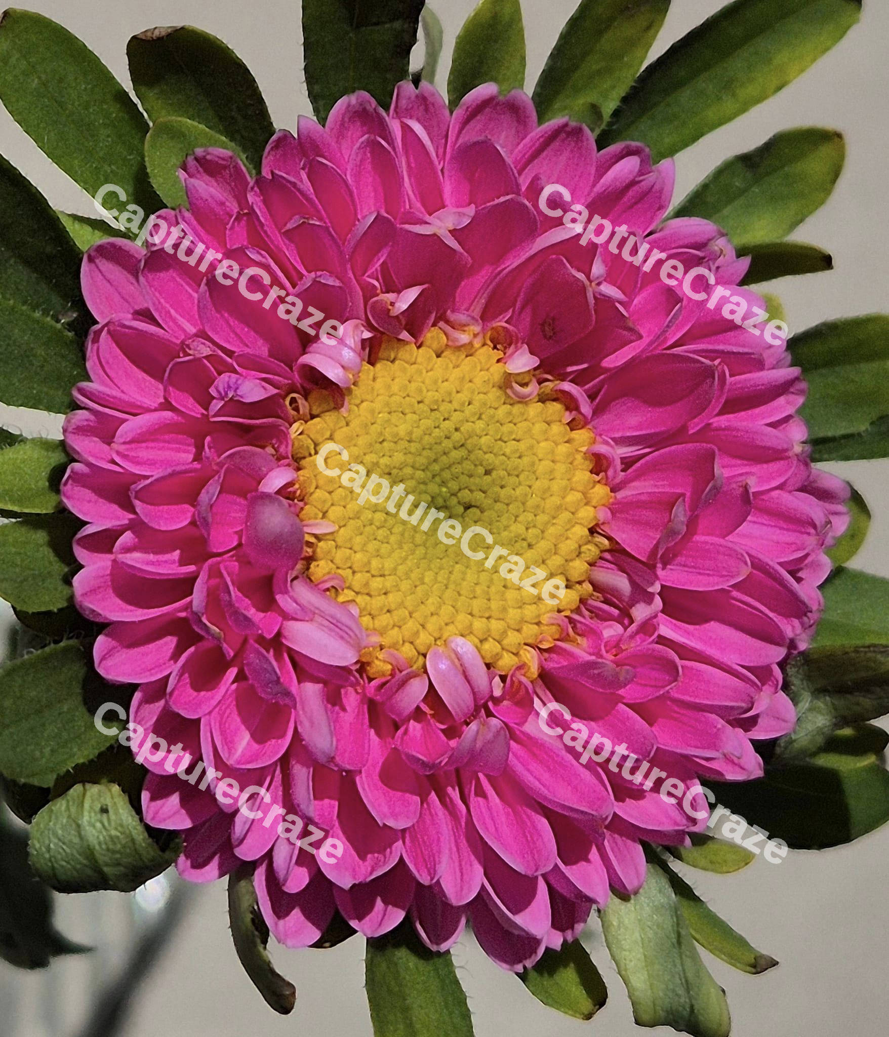 Pink Marigold Flower